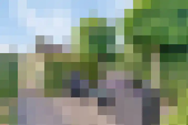 Koekoeksbloem 6 Heerjansdam thumbnail 9