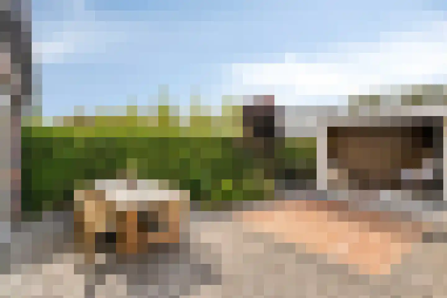 Koekoeksbloem 84 Eijsden thumbnail 38