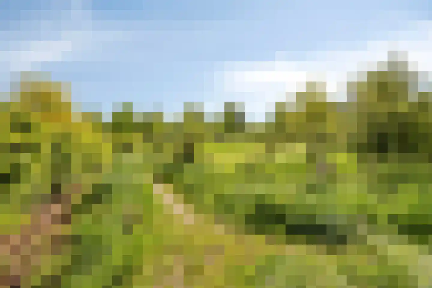 Koekoeksbloem 84 Eijsden thumbnail 49