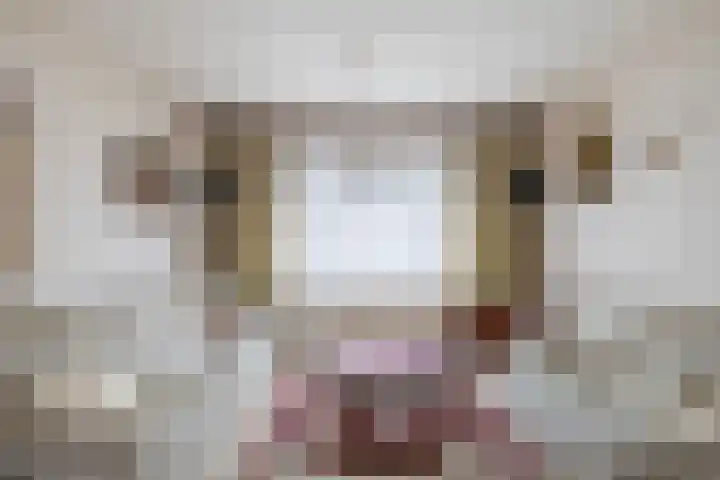 Koekoekstraat 17 Tegelen thumbnail 6