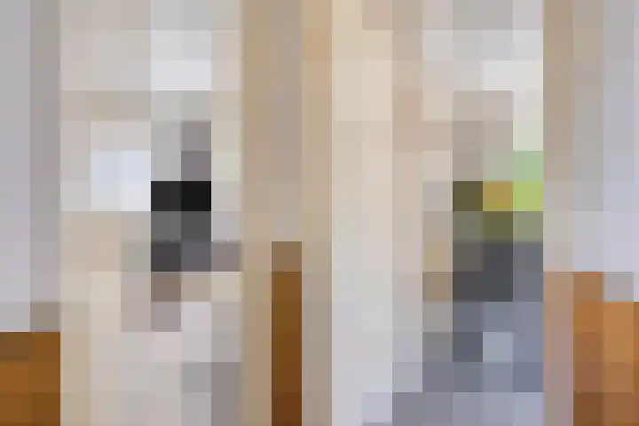 Koekoeksweg 10 Vaassen thumbnail 9