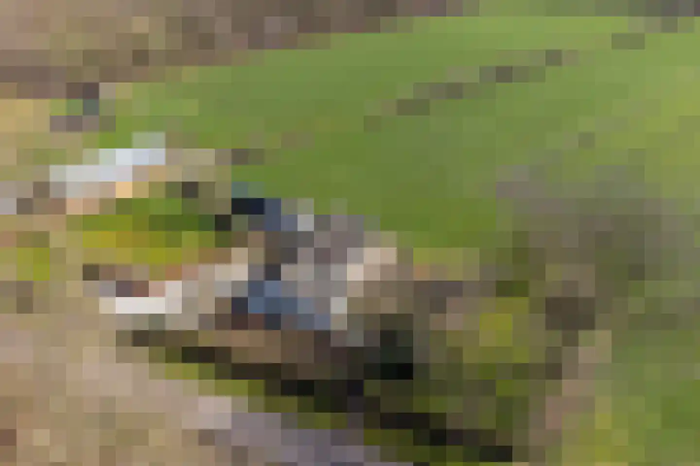 Koekoeksweg 12 Dwingeloo thumbnail 35