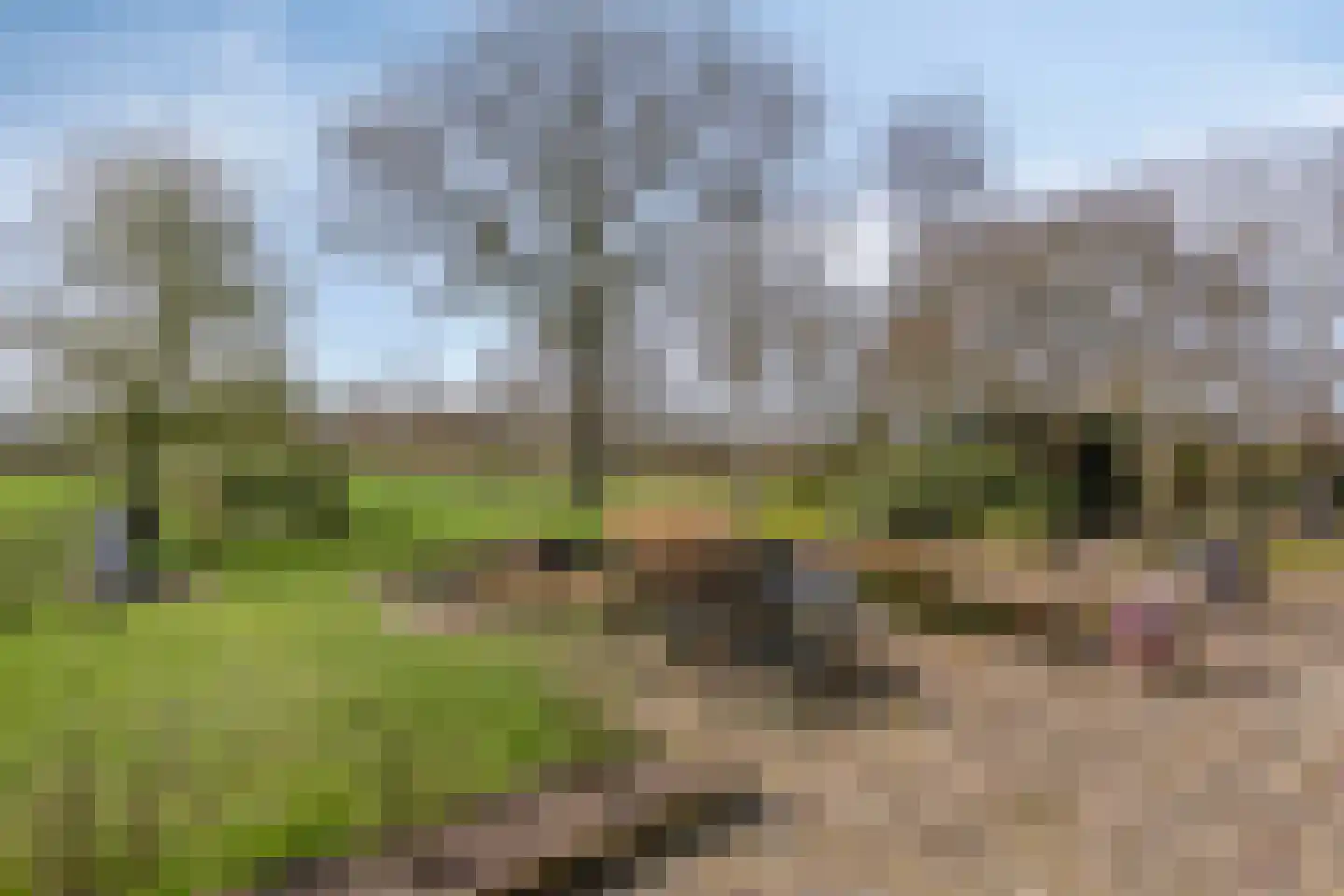 Koekoeksweg 12 Dwingeloo thumbnail 37