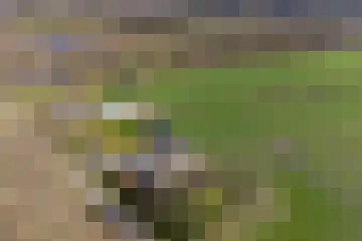 Koekoeksweg 12 Dwingeloo thumbnail 53