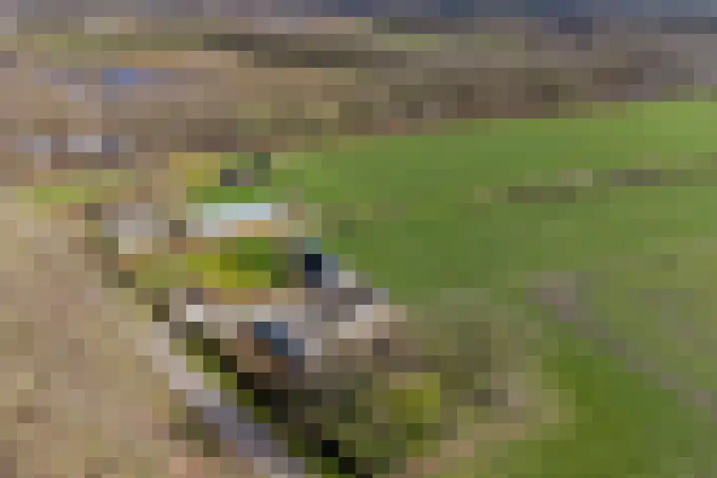Koekoeksweg 12 Dwingeloo thumbnail 55