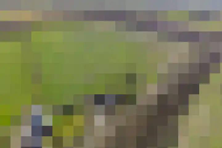 Koekoeksweg 12 Dwingeloo thumbnail 57
