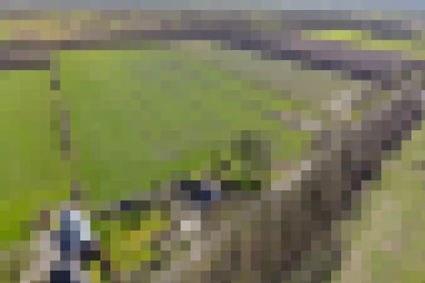 Koekoeksweg 12 Dwingeloo thumbnail 59