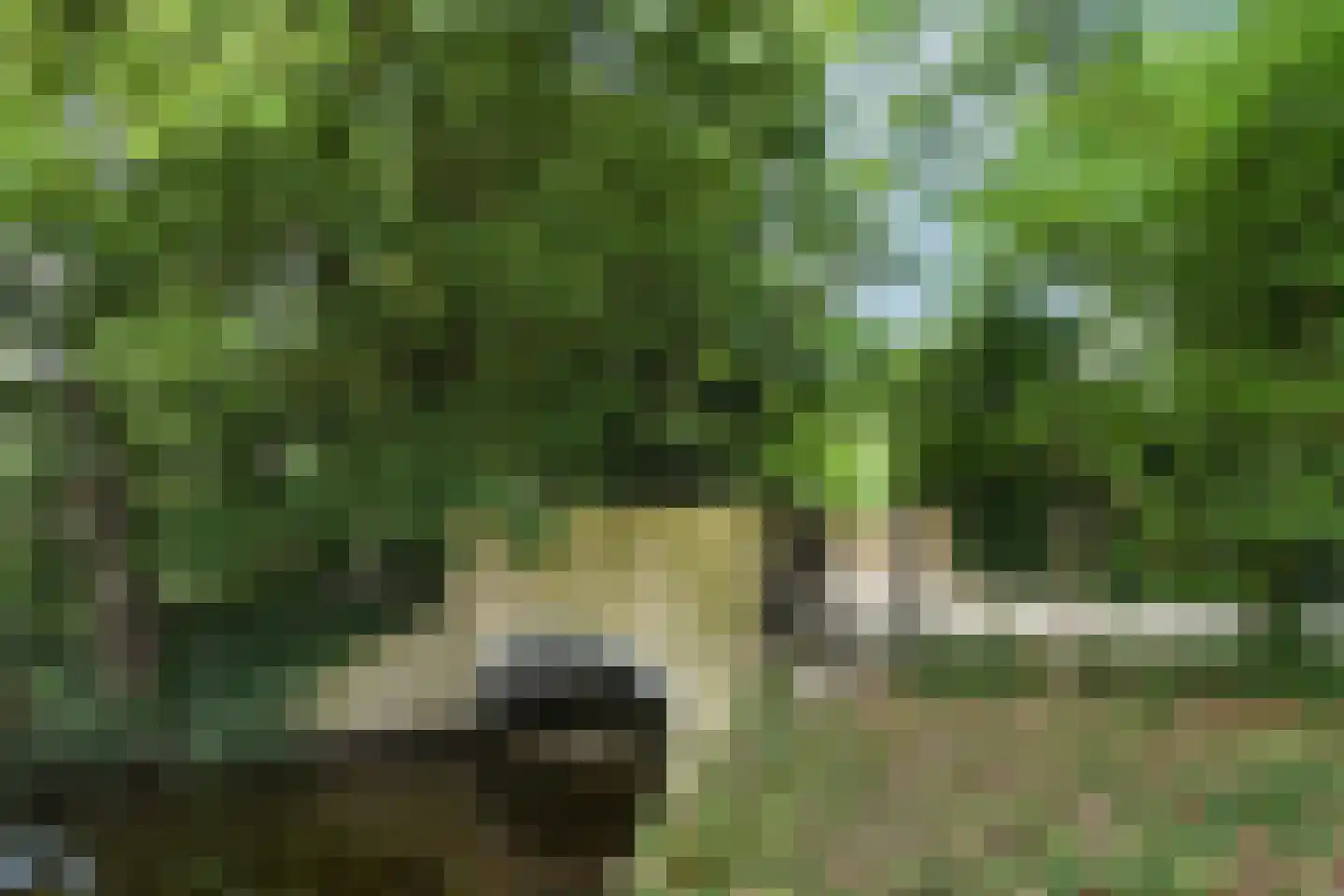 Koelderstraat 21 Venlo thumbnail 8