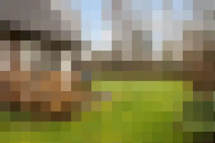 Koele 3 Appelscha thumbnail 35