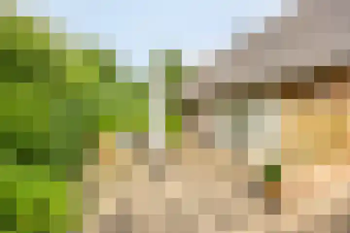 Koele 5 Appelscha thumbnail 5