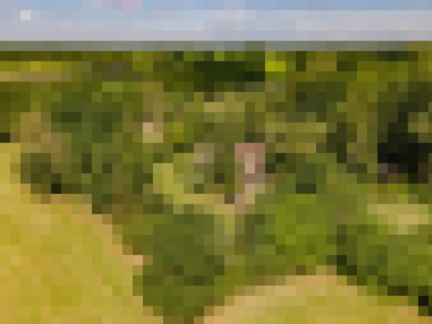 Koelerweg 11 Harfsen thumbnail 48