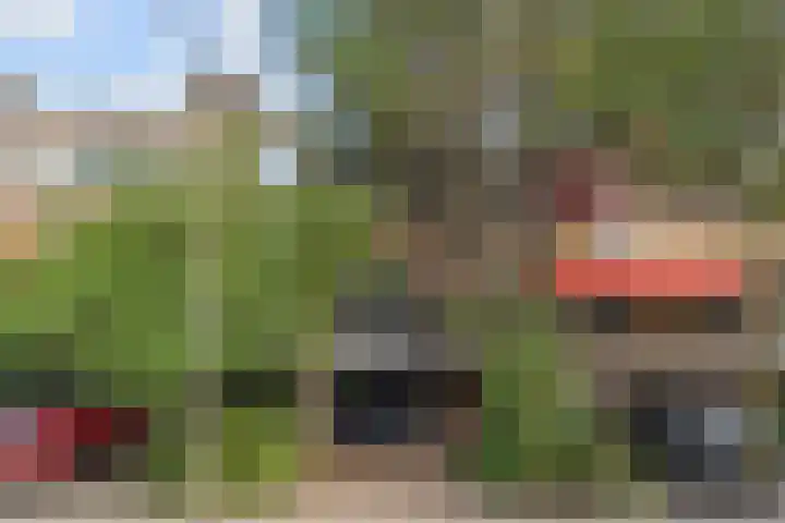 Koelgoorn 21 Diever thumbnail 21