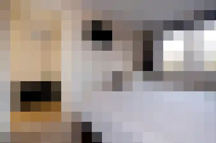 Koelgoorn 21 Diever thumbnail 26