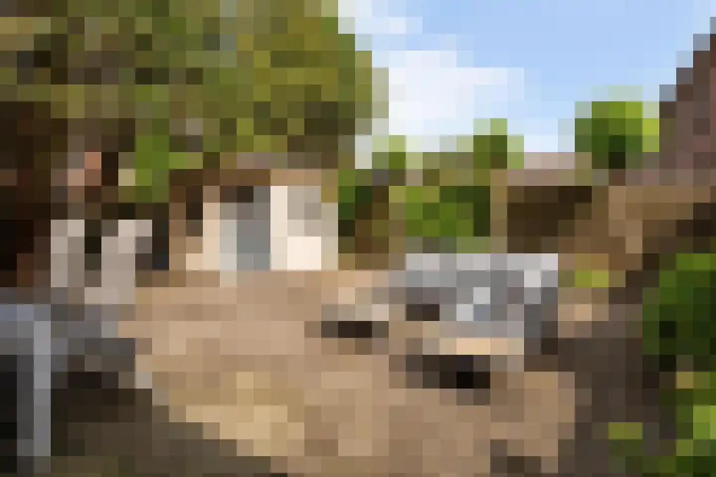 Koemaad 28 Oosterwolde thumbnail 30