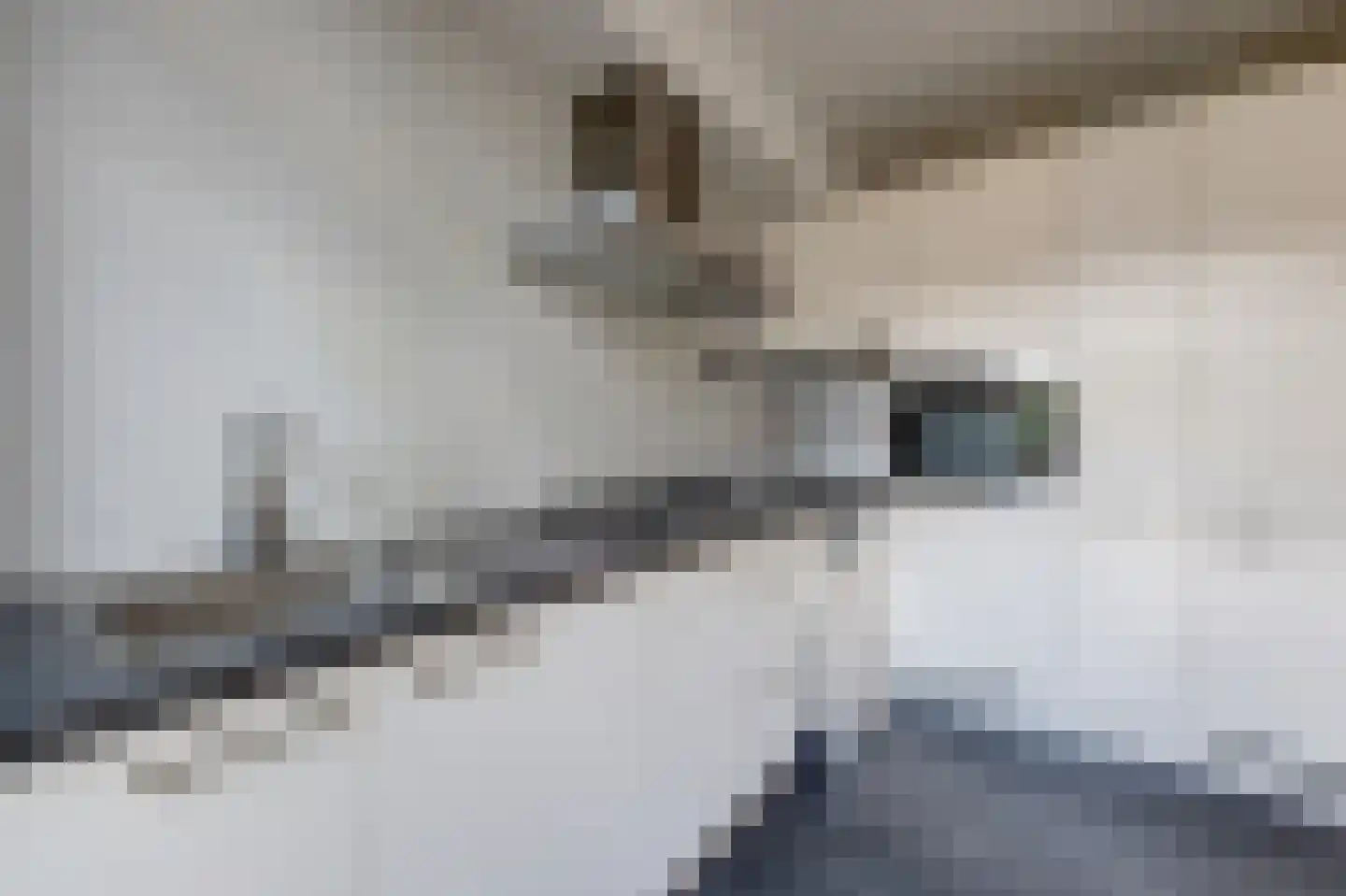 Koemate 35 Doetinchem thumbnail 14