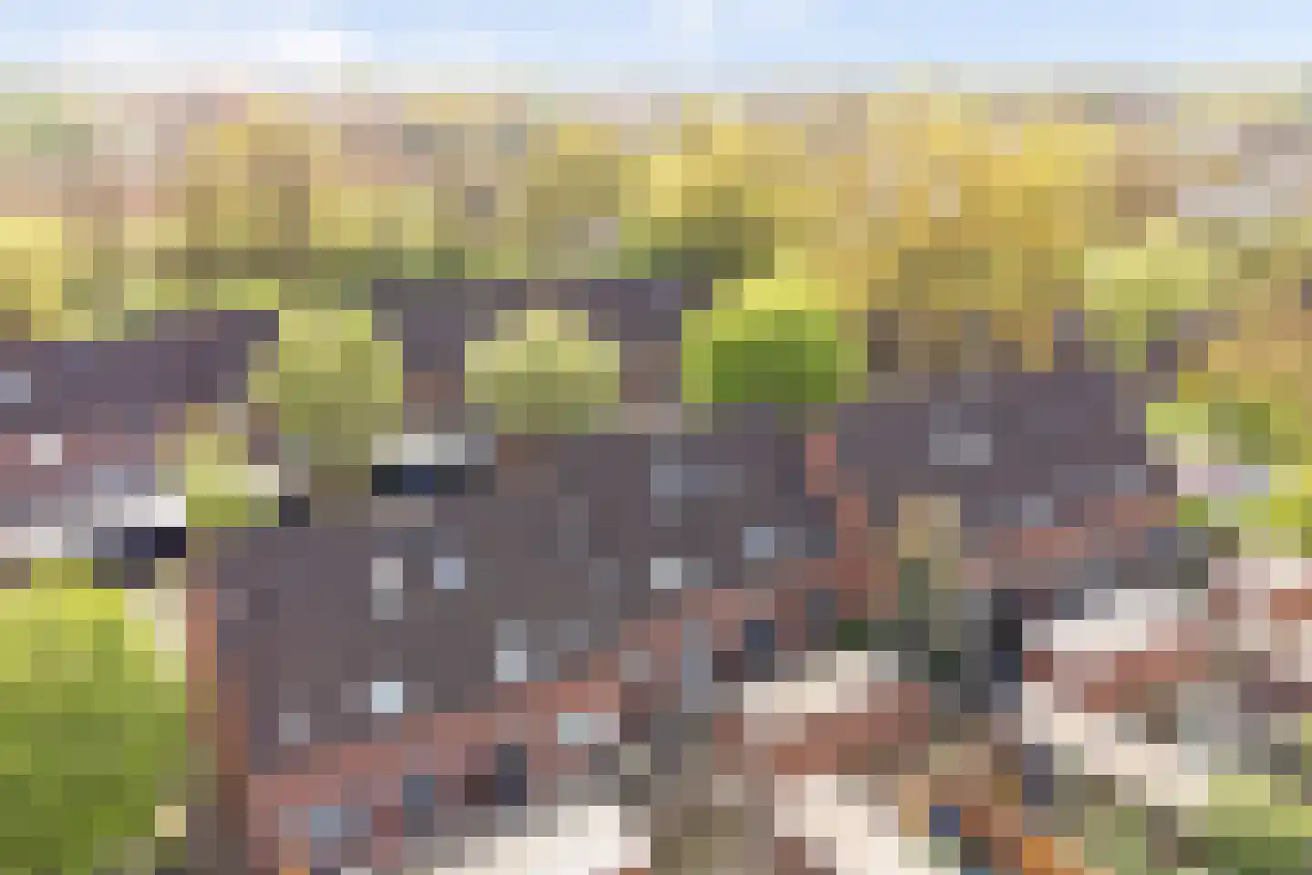 Koemate 35 Doetinchem thumbnail 40