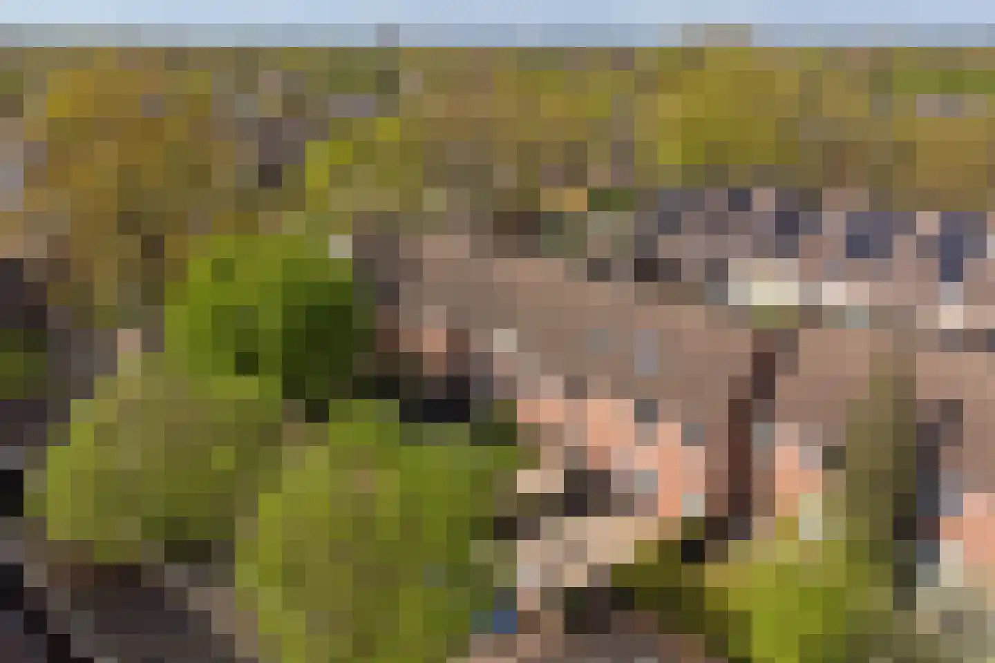Koemate 35 Doetinchem thumbnail 42