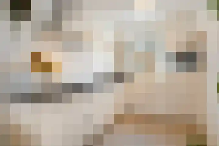 Koemeershoeve 9 Wintelre thumbnail 9