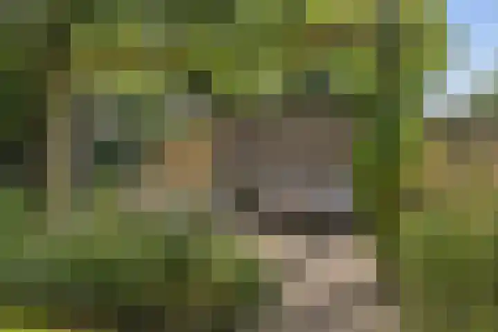 Koemeerskuil 20 Wintelre thumbnail 34