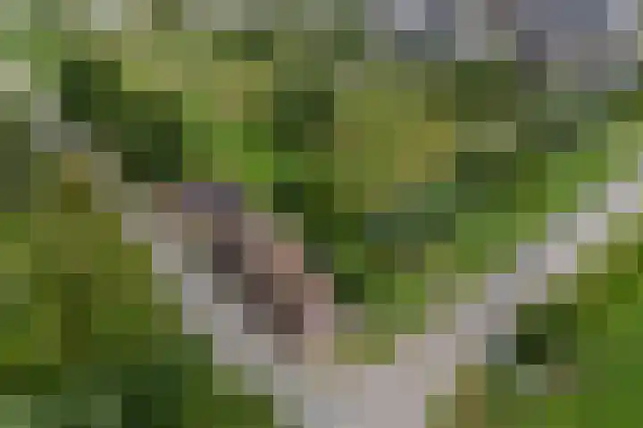 Koenderseweg 2 Oosterwijk thumbnail 41