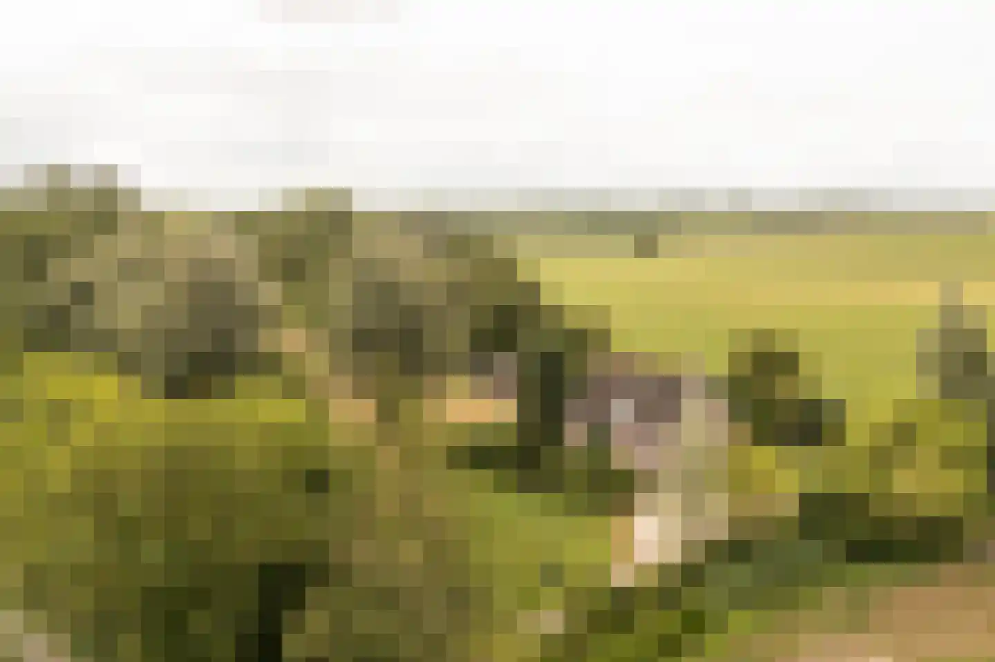 Koenderseweg 5 Oosterwijk thumbnail 46