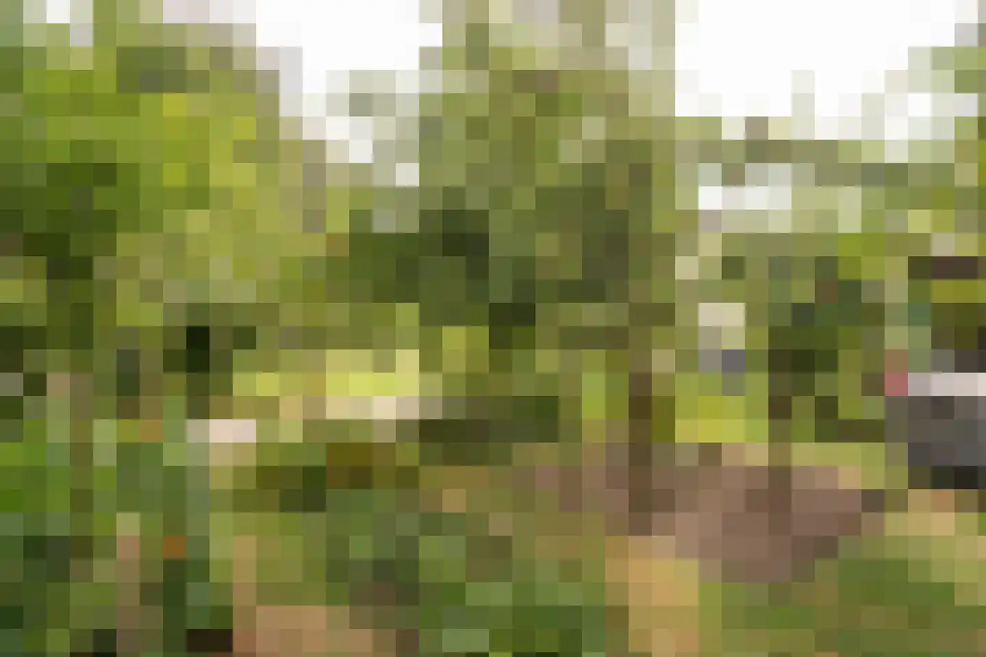 Koenderseweg 5 Oosterwijk thumbnail 52