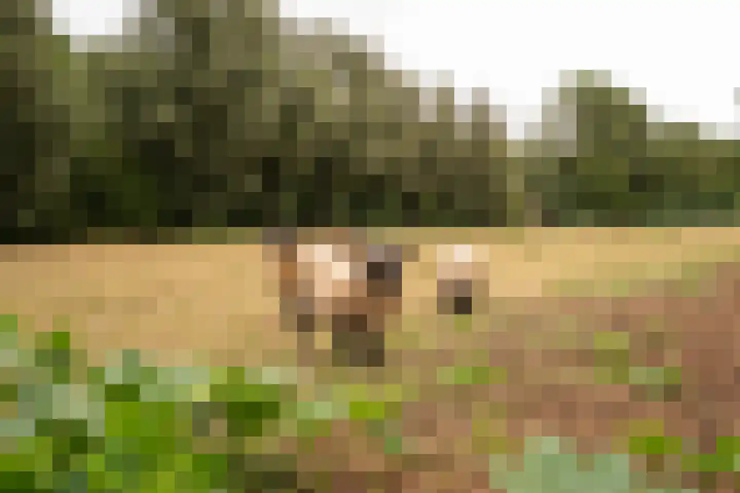 Koenderseweg 5 Oosterwijk thumbnail 61