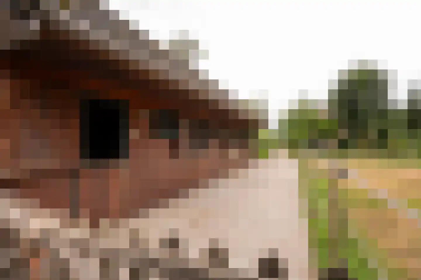 Koenderseweg 5 Oosterwijk thumbnail 65