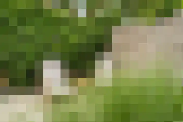 Koenermaat 61 Meppel thumbnail 32