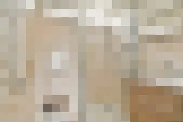 Koerierspad 3 Gouda thumbnail 4