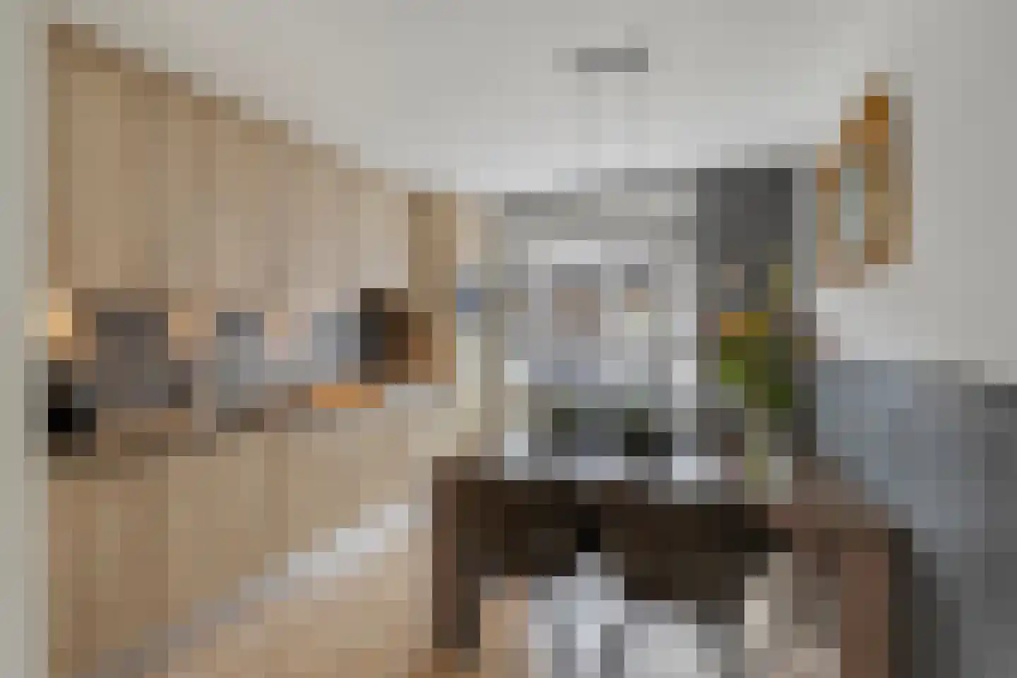 Koerierster 6 Bunschoten-Spakenburg thumbnail 12