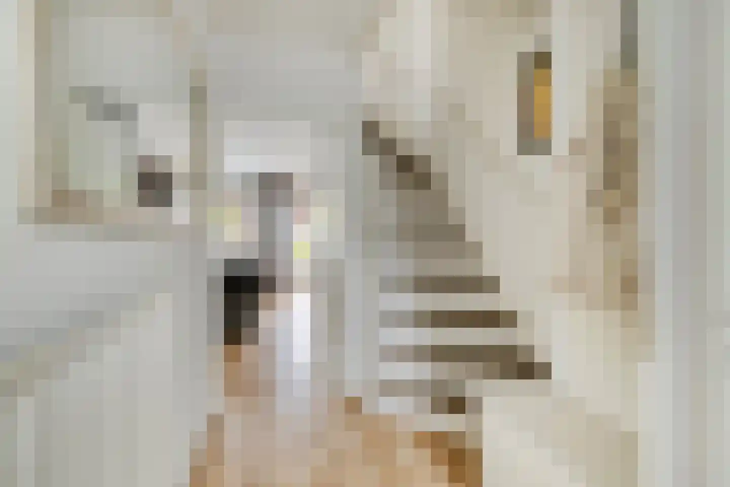 Koerierster 6 Bunschoten-Spakenburg thumbnail 6