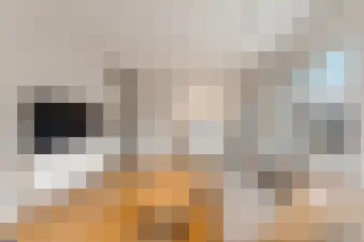 Koerierstersplein 12 Amsterdam thumbnail 11