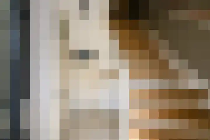 Koers 2 Huizen thumbnail 4