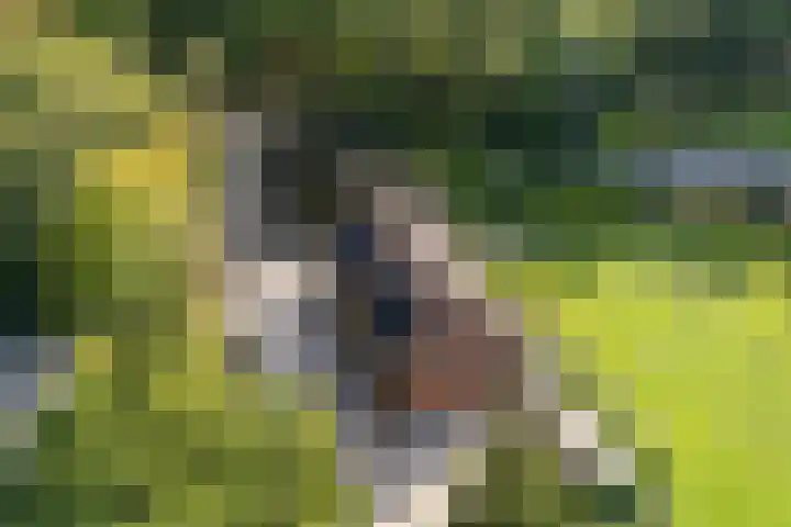 Koesteeg 2 a Ommen thumbnail 51