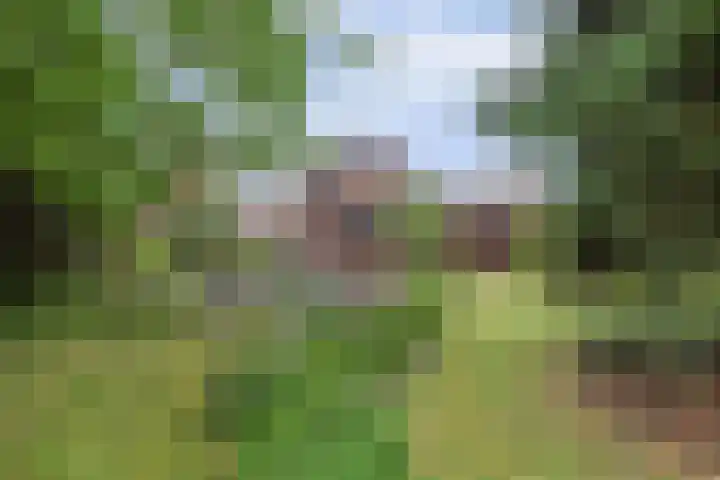 Koestraat 29 Arcen thumbnail 42