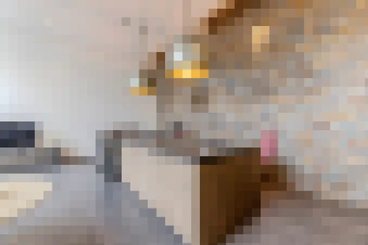 Koestraat 52 b Geertruidenberg thumbnail 5