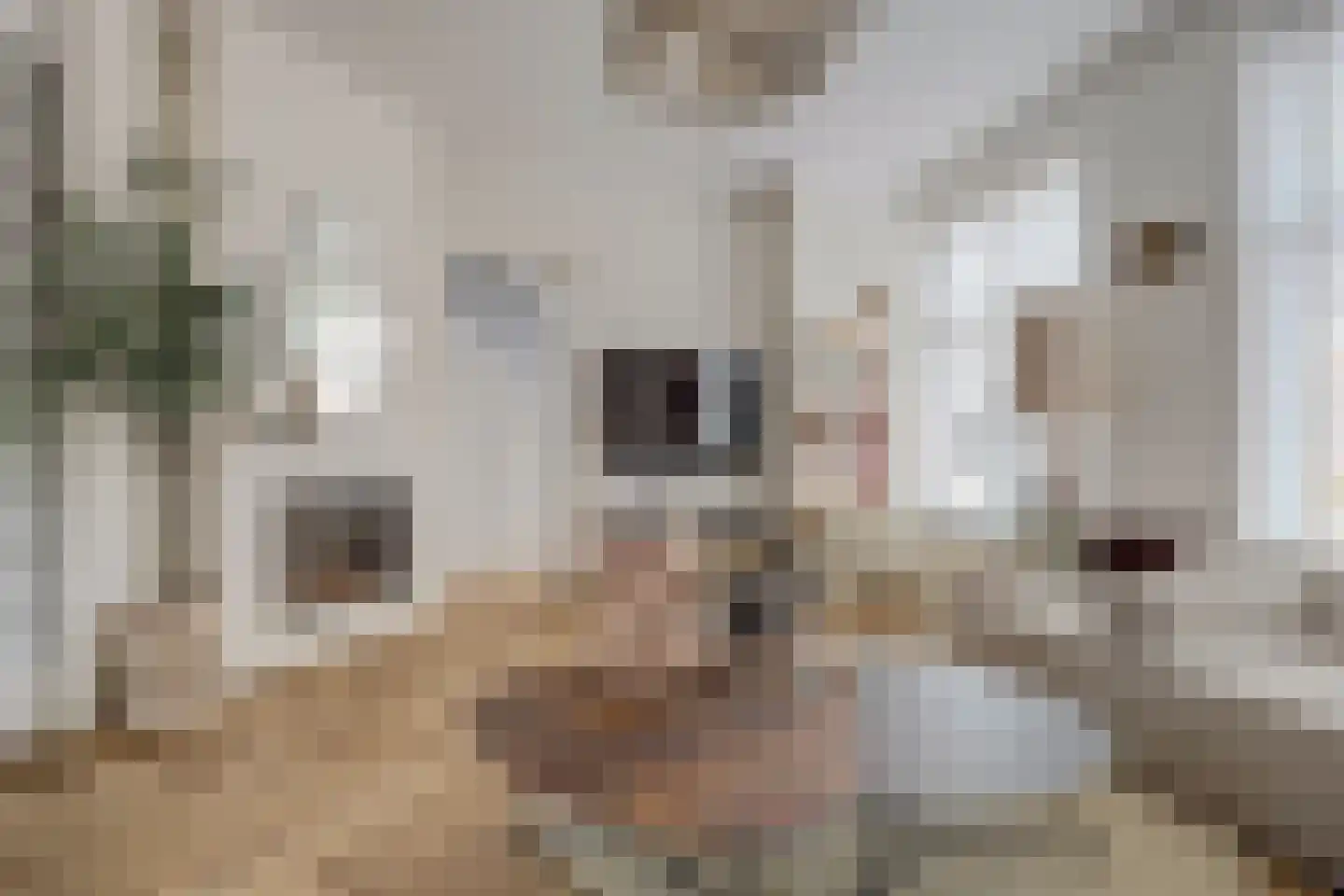 Koestraat 52 Geertruidenberg thumbnail 19