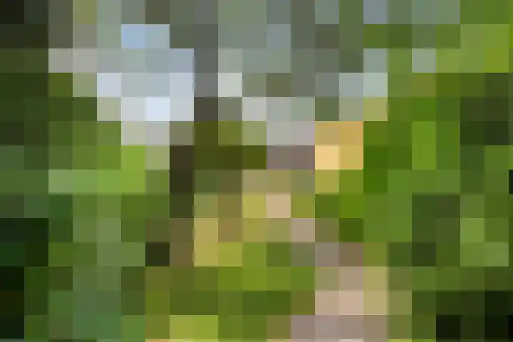 Koestraat 6 Oirschot thumbnail 34