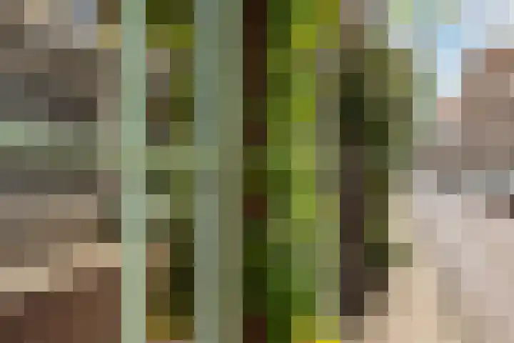 Koestraat 91 Schoonhoven thumbnail 44