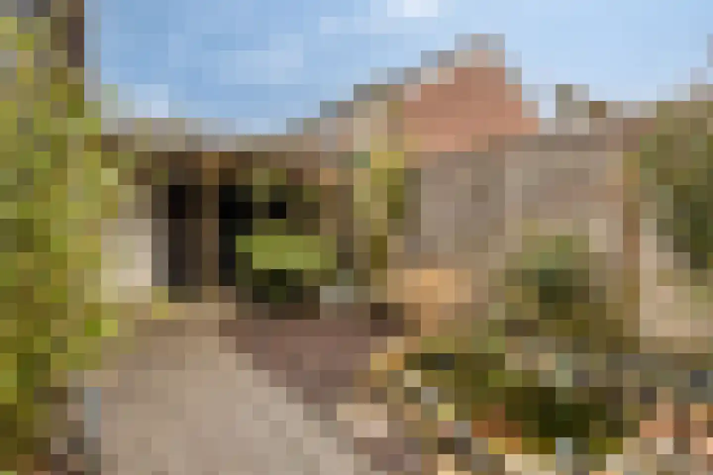 Koetseland 6 Elst thumbnail 26