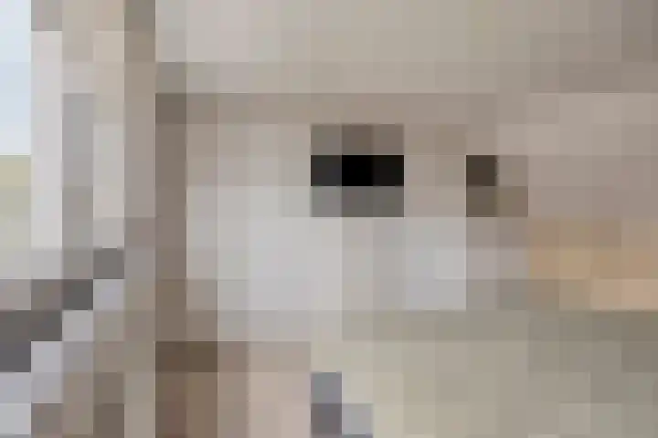 Koetsiersweg 10 Helden thumbnail 38