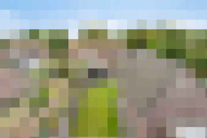 Koetsiersweg 10 Helden thumbnail 50