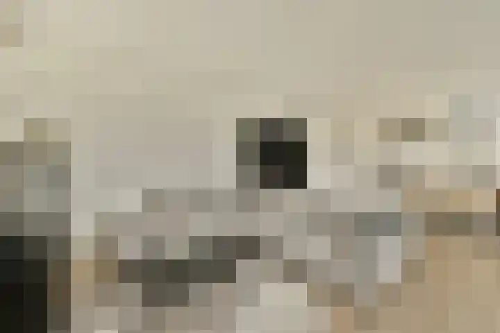 Koetsiersweg 206 Sassenheim thumbnail 5