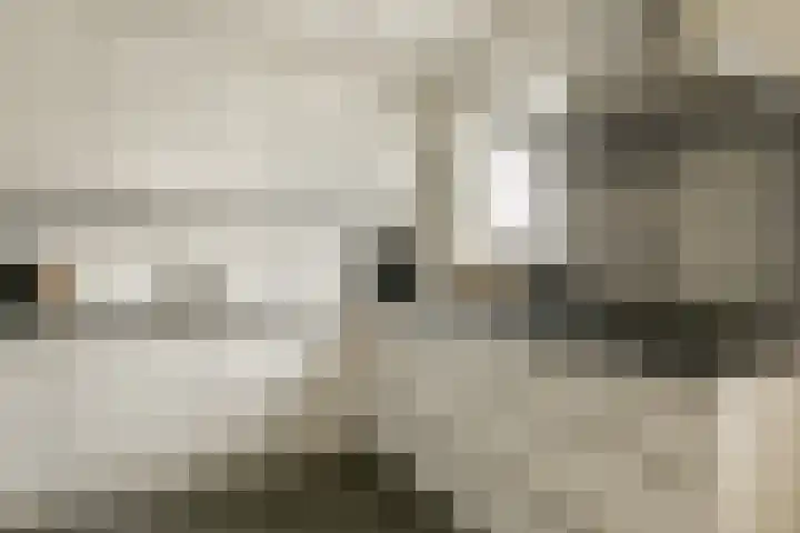 Koetsiersweg 206 Sassenheim thumbnail 8