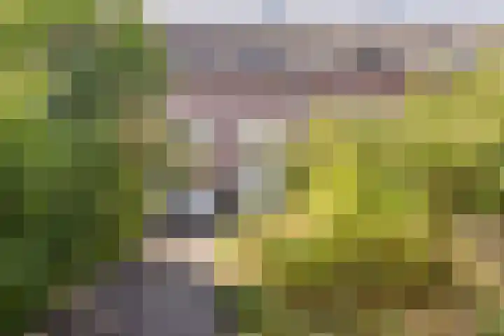 Koetsierwei 24 Valkenswaard thumbnail 18