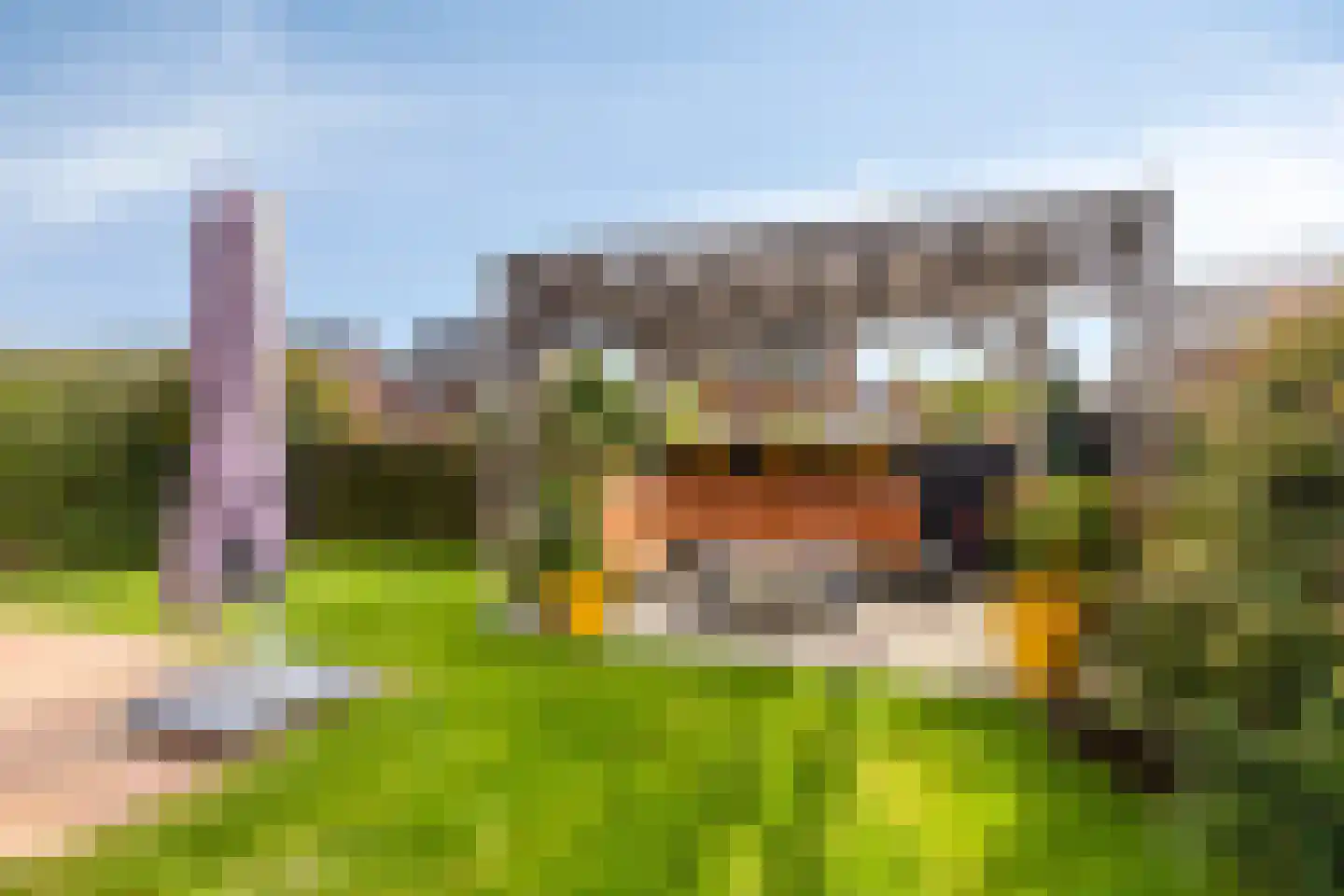 Koevinkje 13 De Goorn thumbnail 40