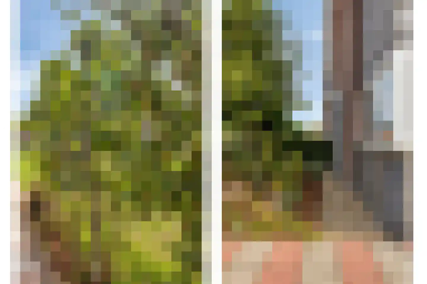 Koevinkje 13 De Goorn thumbnail 5