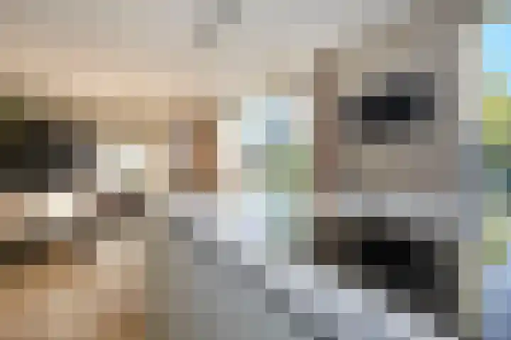 Koevinkje 21 De Goorn thumbnail 20