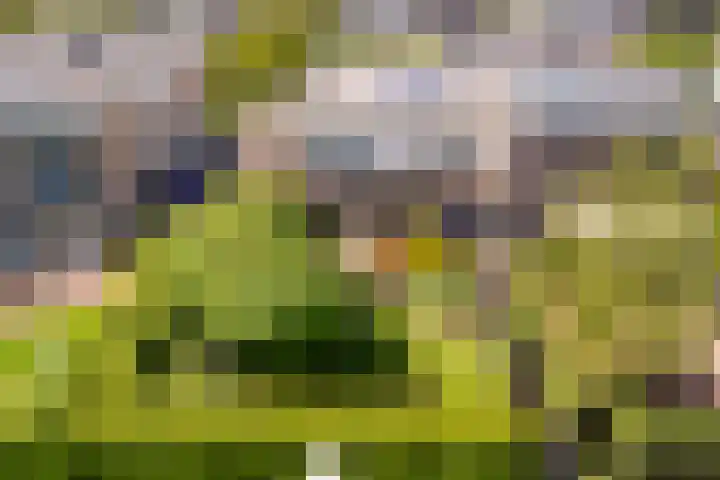 Koevinkje 5 Breda thumbnail 33